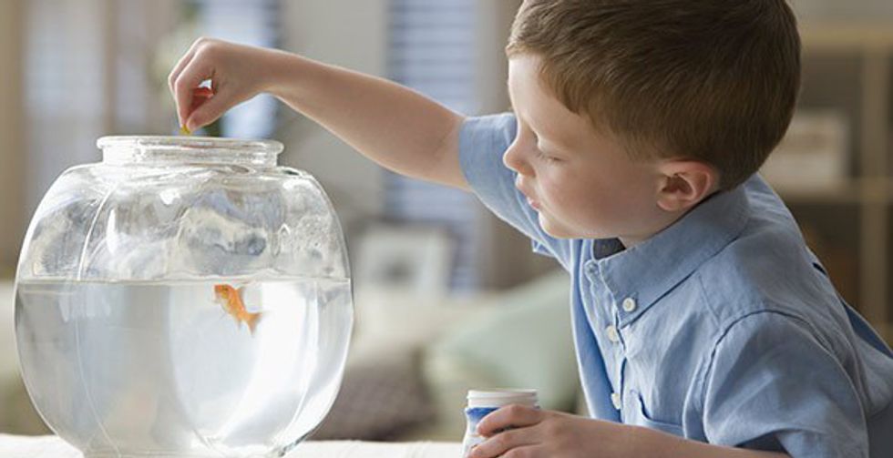 11 Reasons Why Having A Pet Fish Is The Best Thing Ever