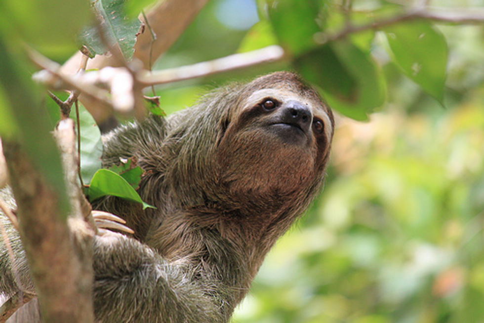 giant grey sloth