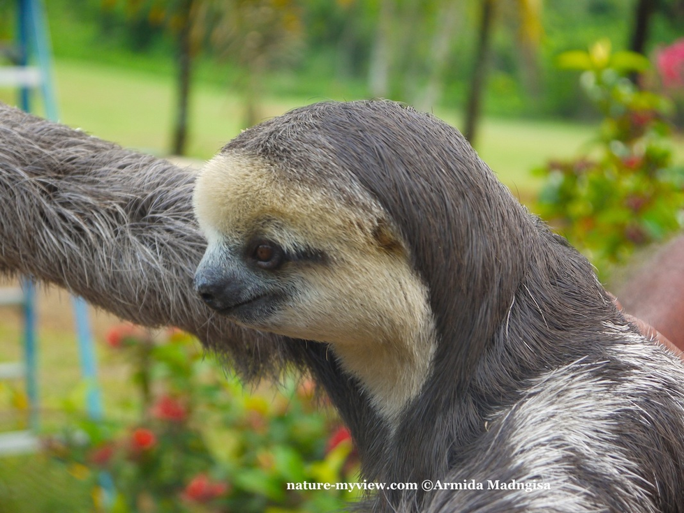 sloth cuddly