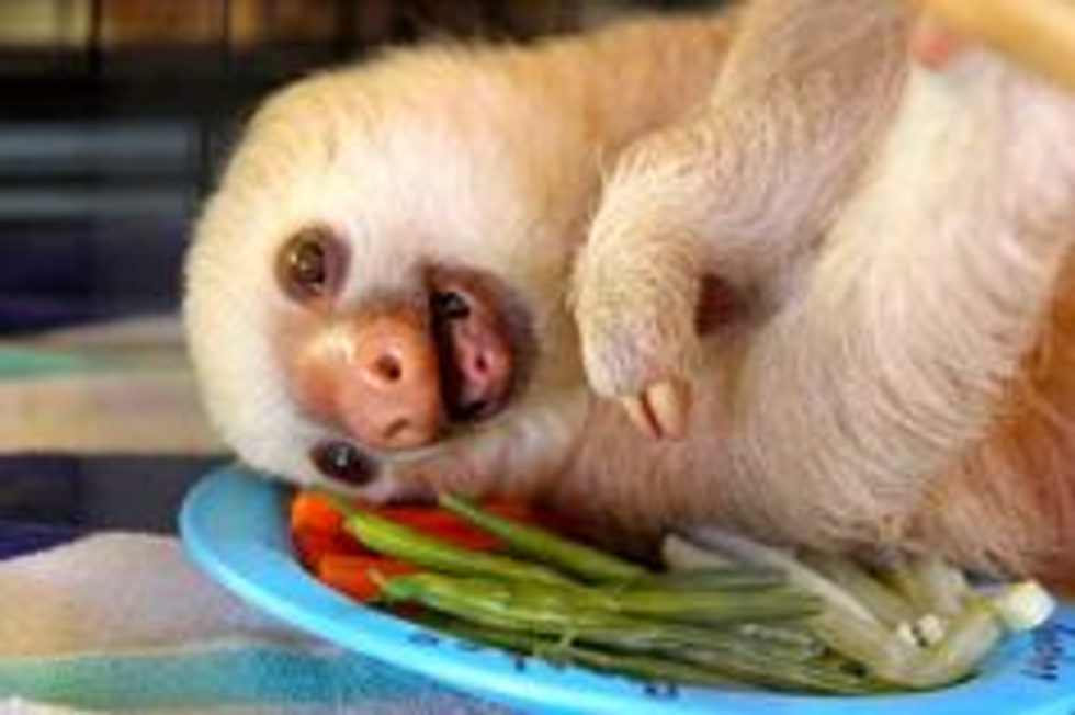 belly buddies sloth