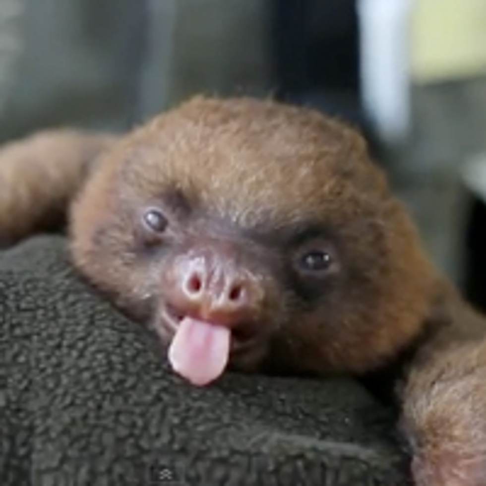 7 Sloth Facts You Probably Didn't Know