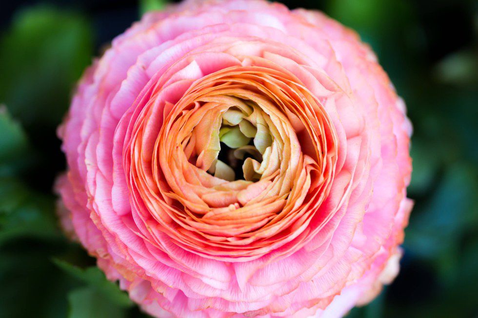 7 Reasons Why Gardening Should Be Your New Hobby 2