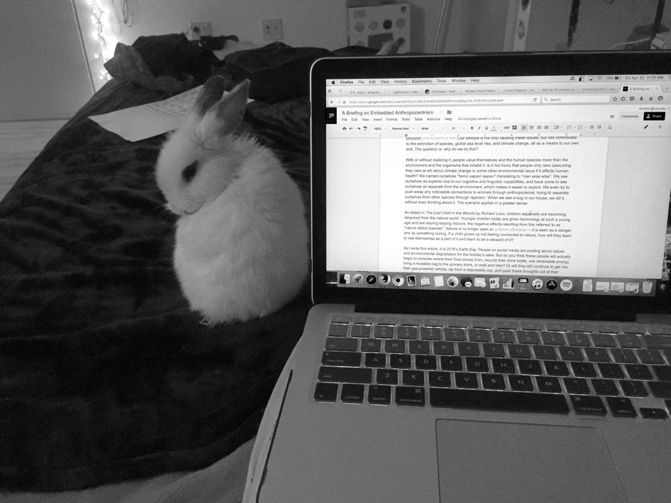 7 Reasons To Have a Bunny In College
