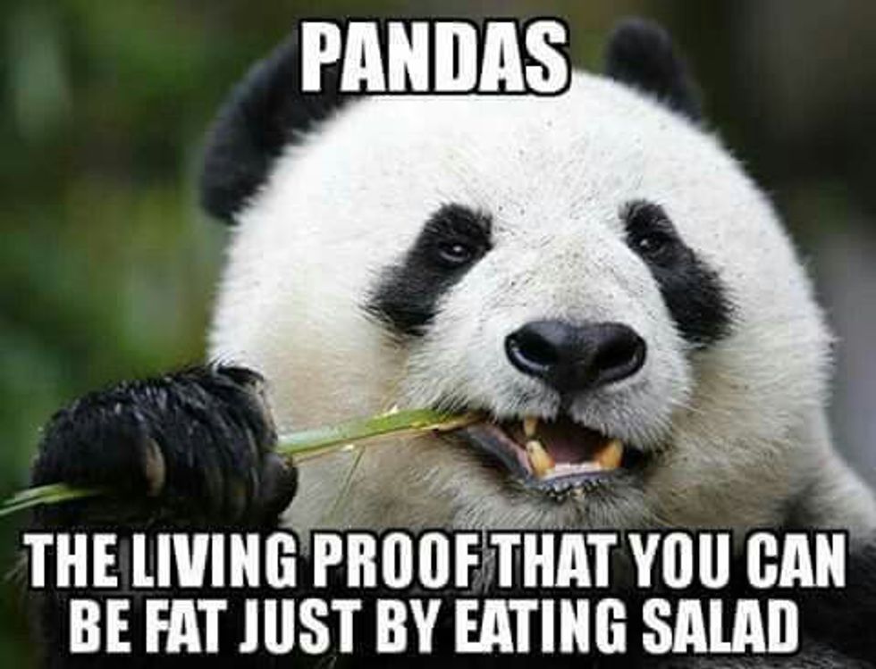 5-reasons-why-i-love-pandas-and-so-should-you