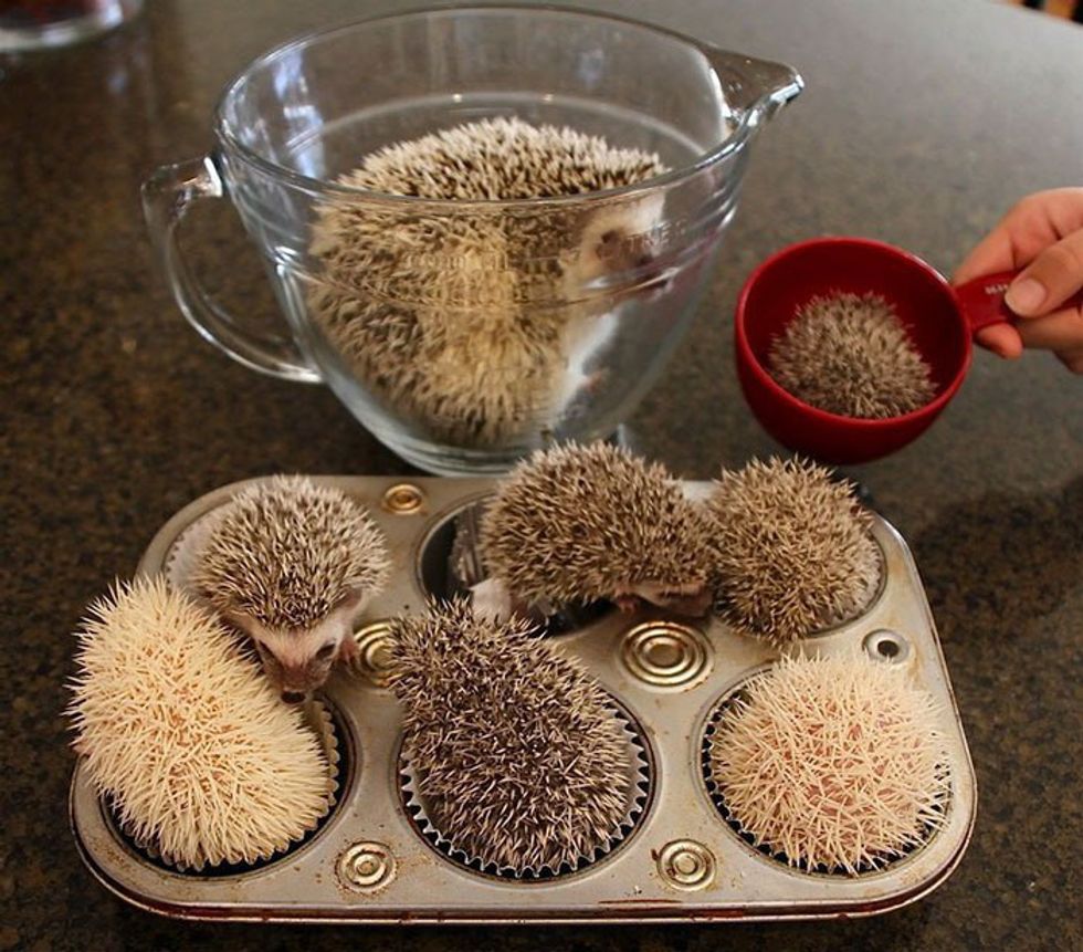 19 Reasons Why Hedgehogs Are The Cutest Things In The World