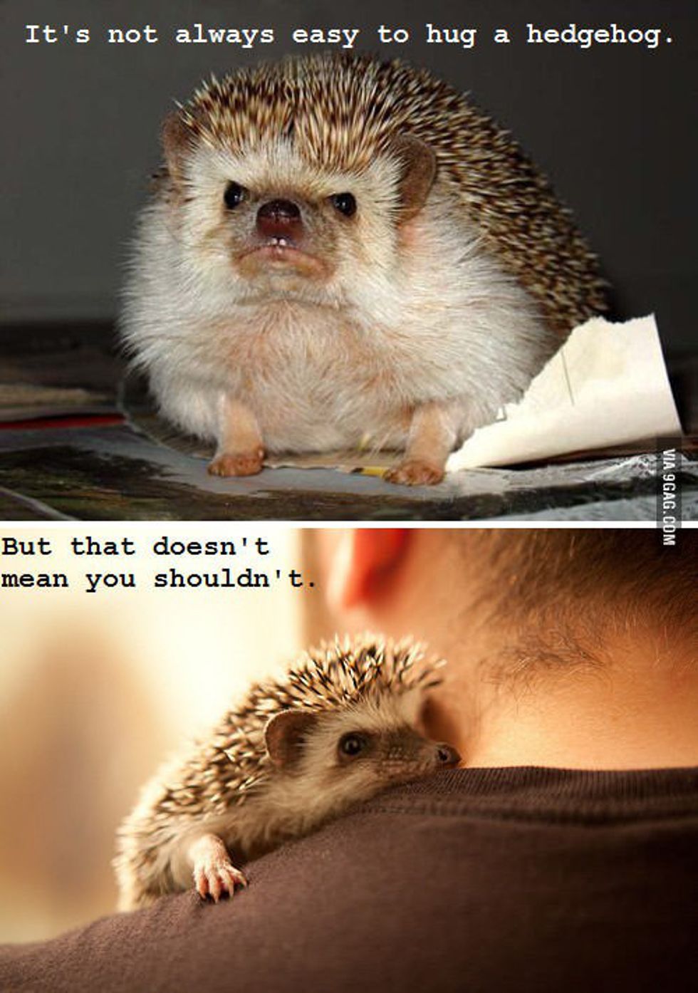 19 Reasons Why Hedgehogs Are The Cutest Things In The World