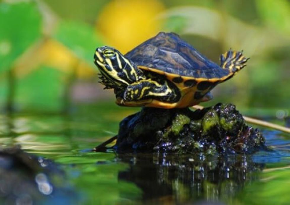 8 Reasons Why Turtles Make Awesome Pets