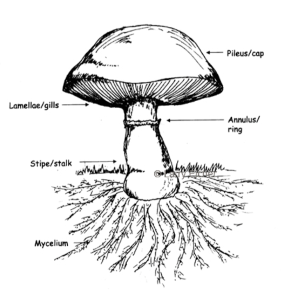 Digging Out Mushroom Knowledge