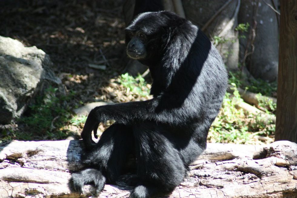 The Importance of Zoos and Aquariums