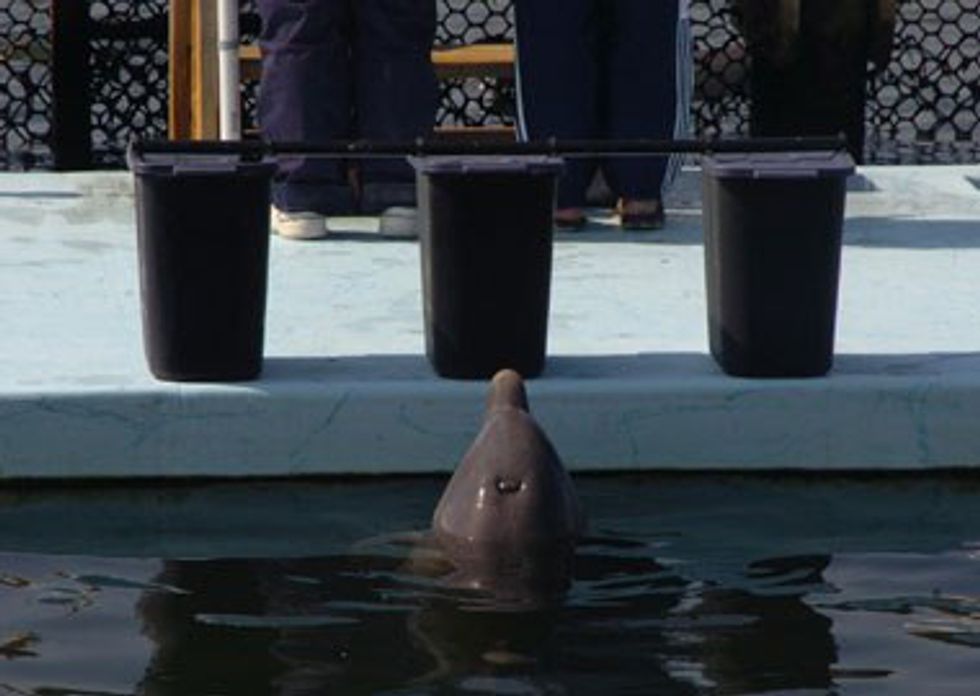 The Importance of Zoos and Aquariums