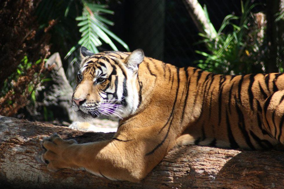 The Importance of Zoos and Aquariums