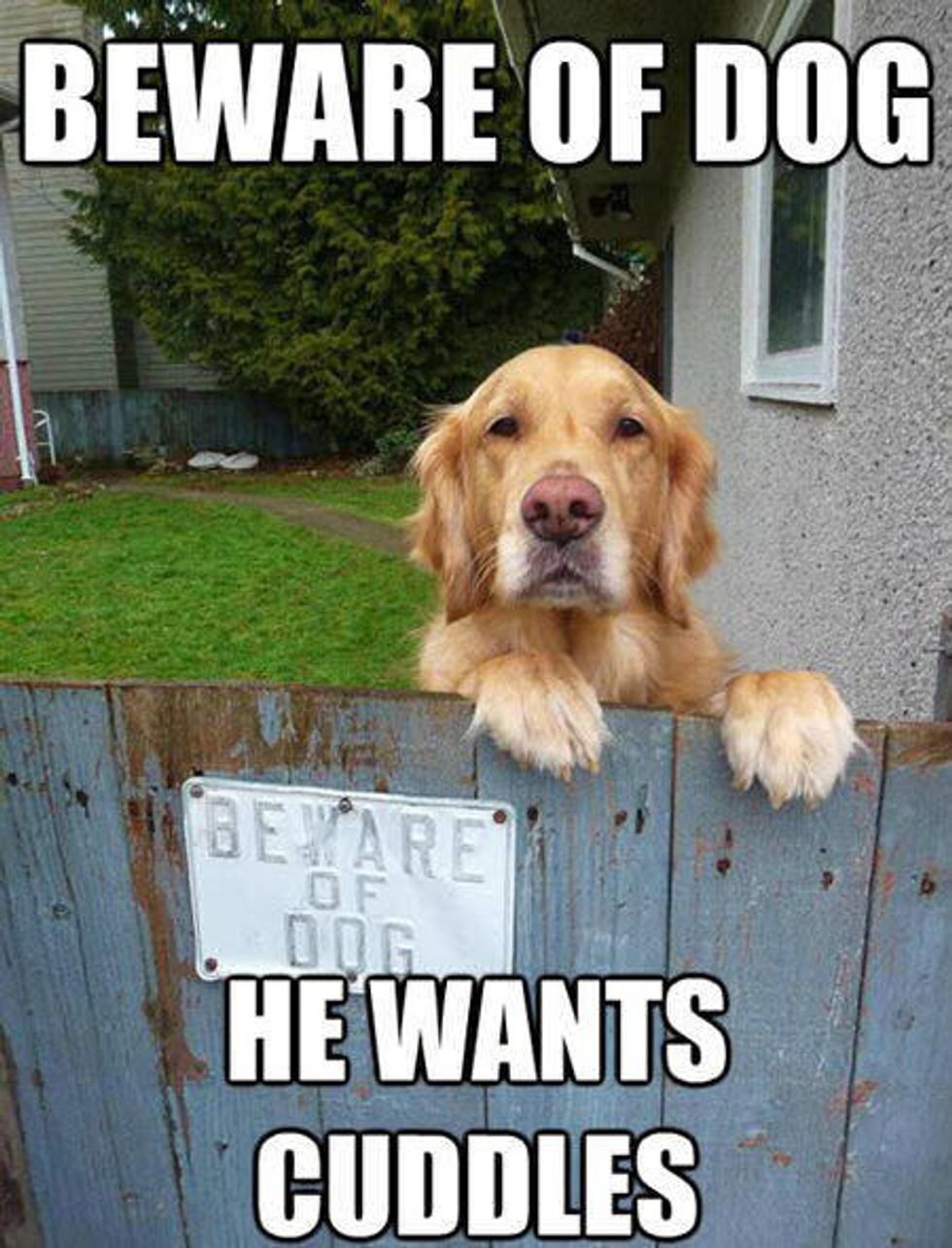 Golden Retriever memes español Daily dose of goldens - UpdateBanget.id