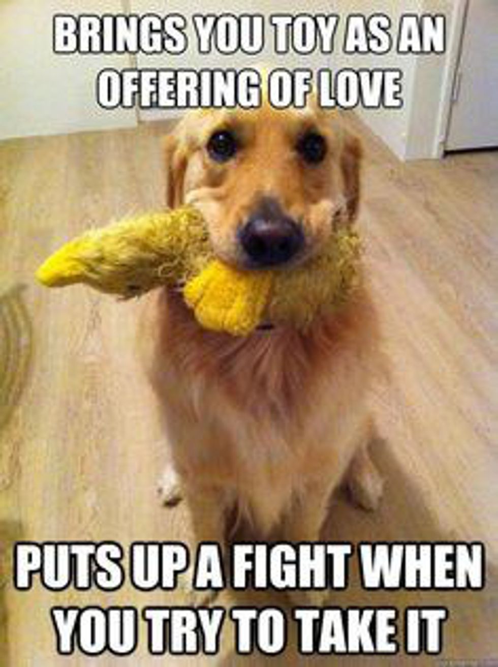 12 Best Golden Retriever Memes