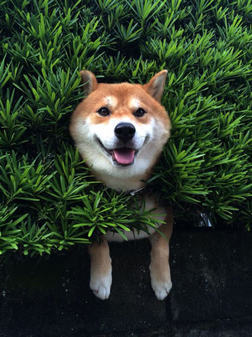 21 Pictures That Prove Shiba Inus Are The Quirkiest Dogs Ever