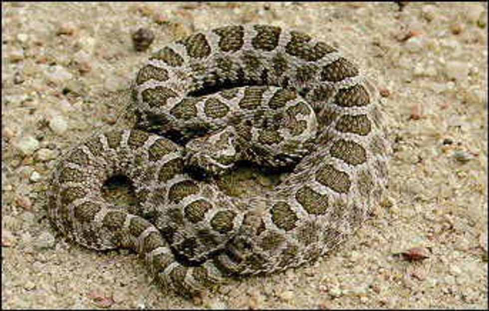 A Guide To Ohio's Venomous Snakes