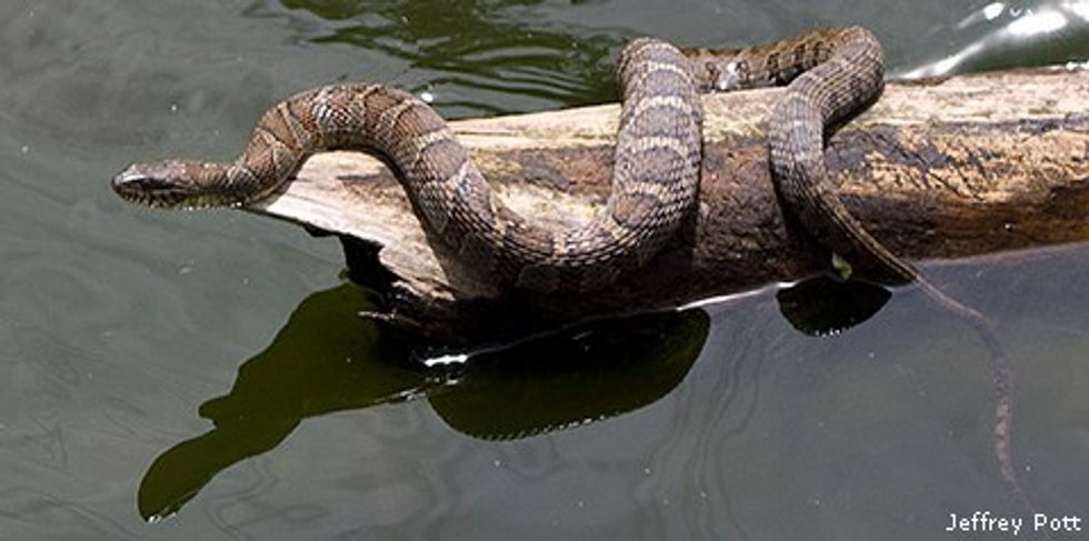 A Guide To Ohio's Venomous Snakes