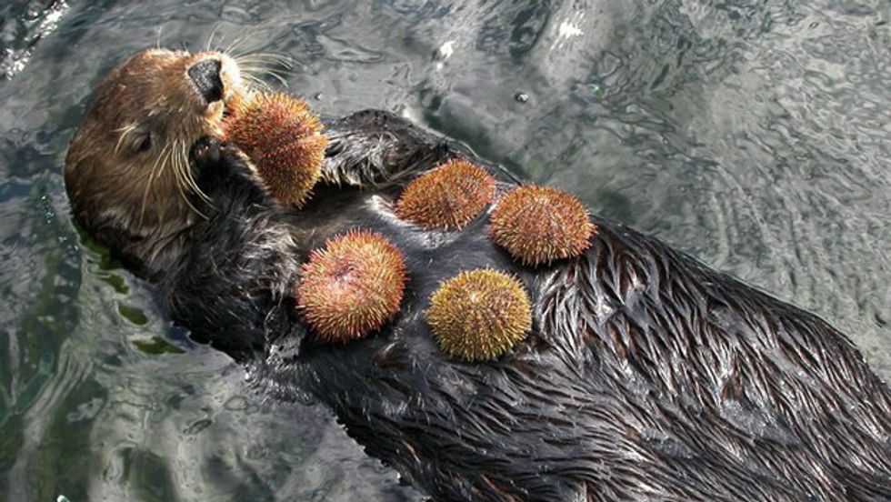 11 Reasons Why Sea Otters Are The Cutest Animal Alive