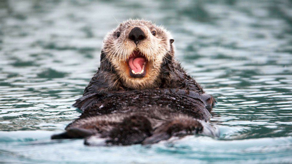 11 Reasons Why Sea Otters Are The Cutest Animal Alive