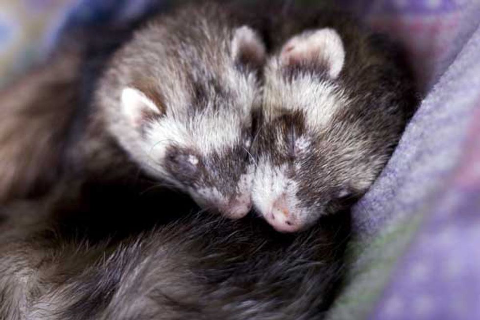 Ferrets vs Sugar Gliders