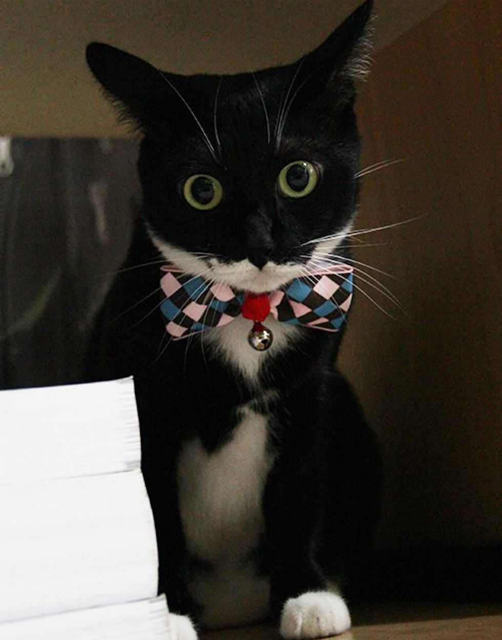 Reasons Why Cats Are The Best