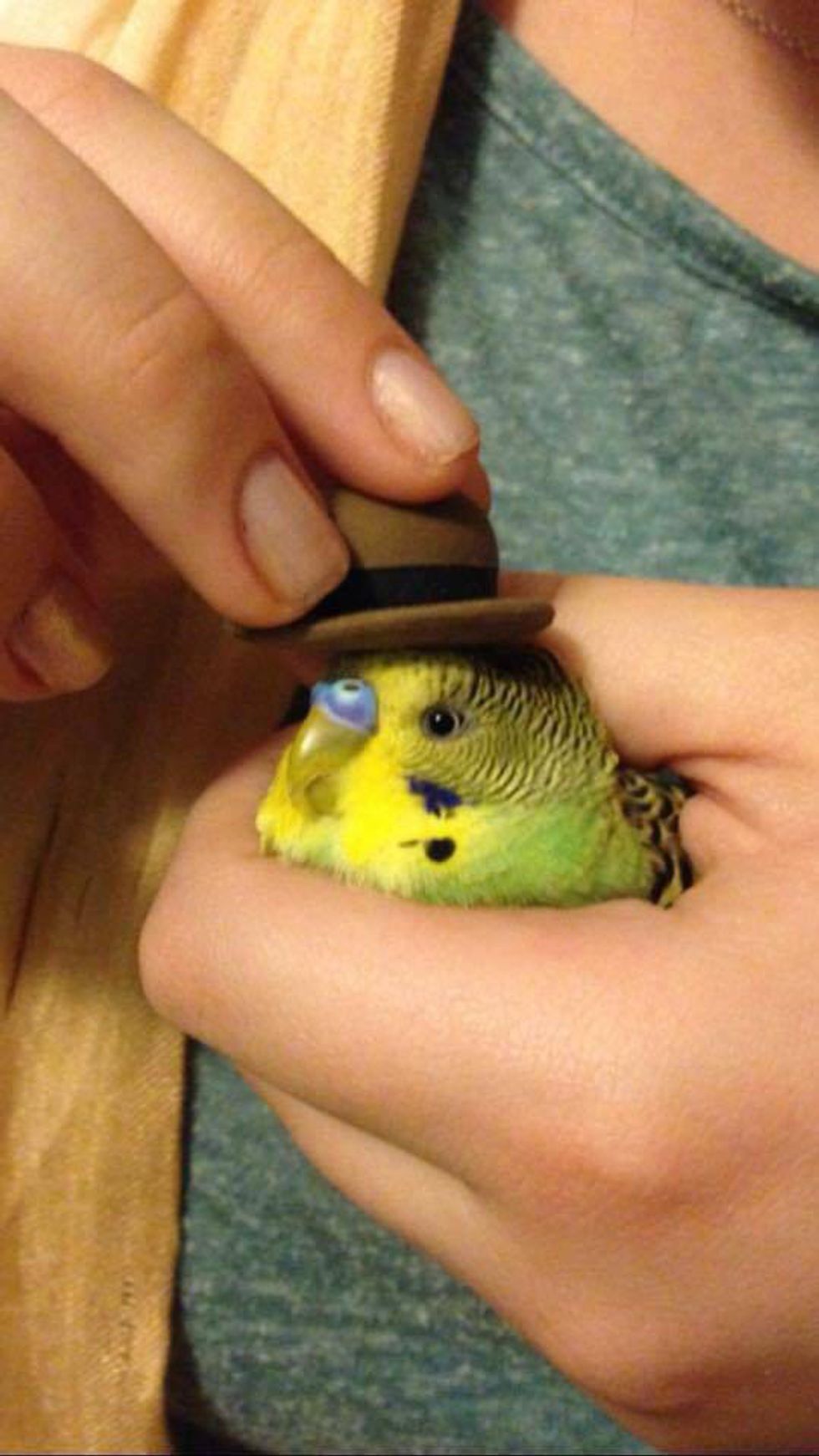 The Parakeet Wants To Tell You 7 Reasons Why Everyone Should Own A Parakeet
