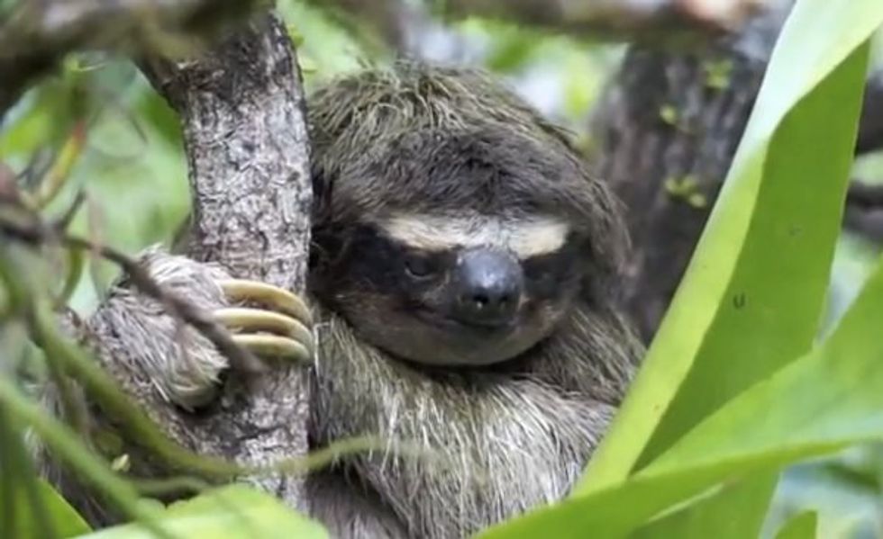 11 Reasons You Should Love Sloths