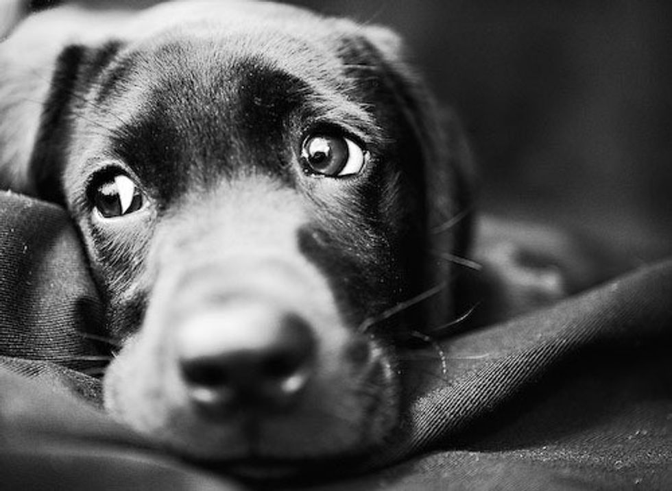 The 11 Stages Of Dog Withdrawal
