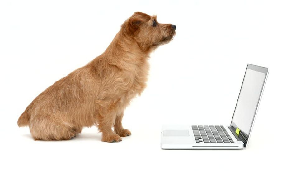 The 11 Stages Of Dog Withdrawal