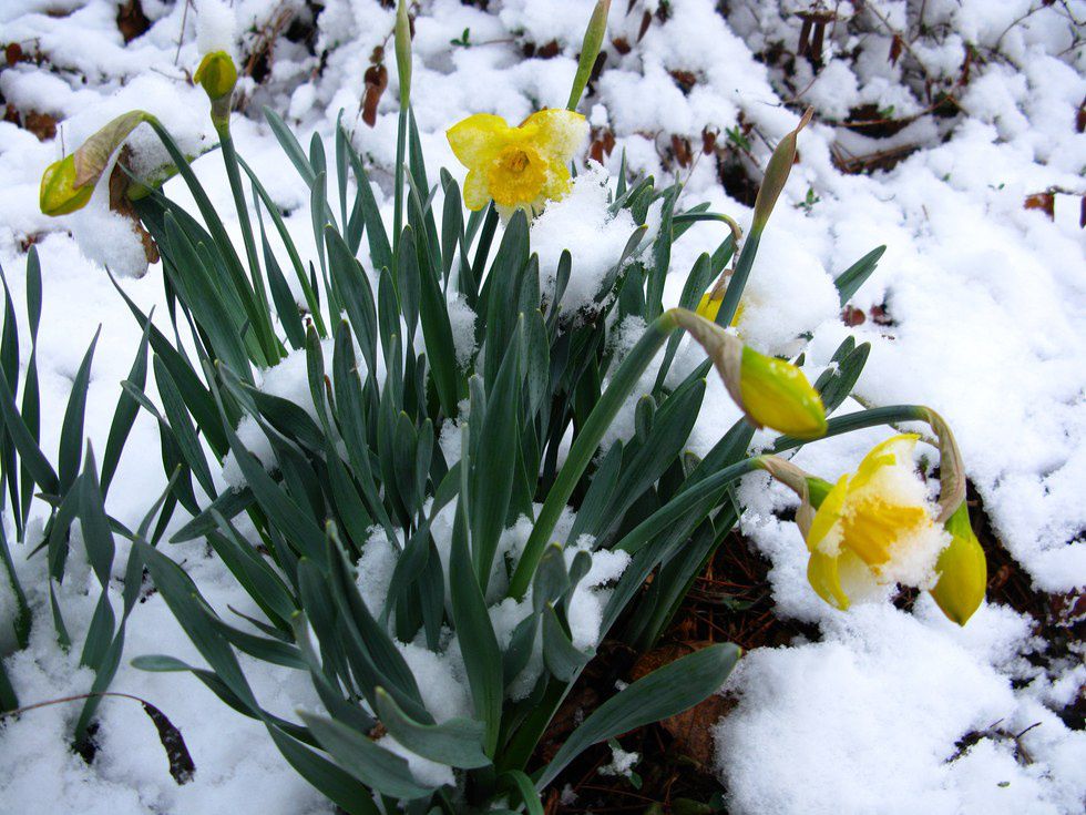 The 11 Stages Of A New England Spring