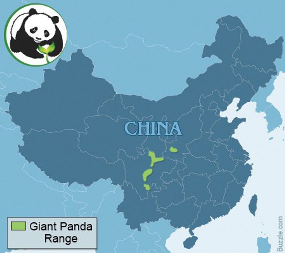 Fun Facts About Giant Pandas