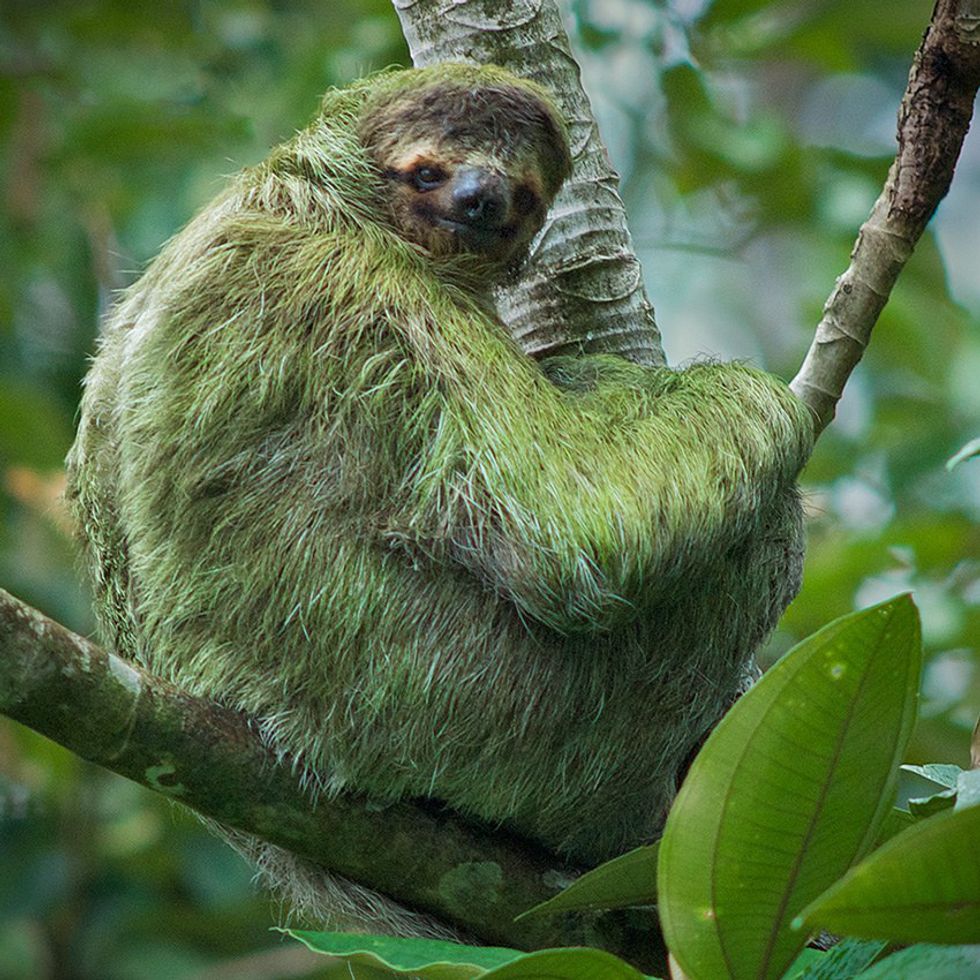 11 Things I'm Sure You Don't Know About Sloths
