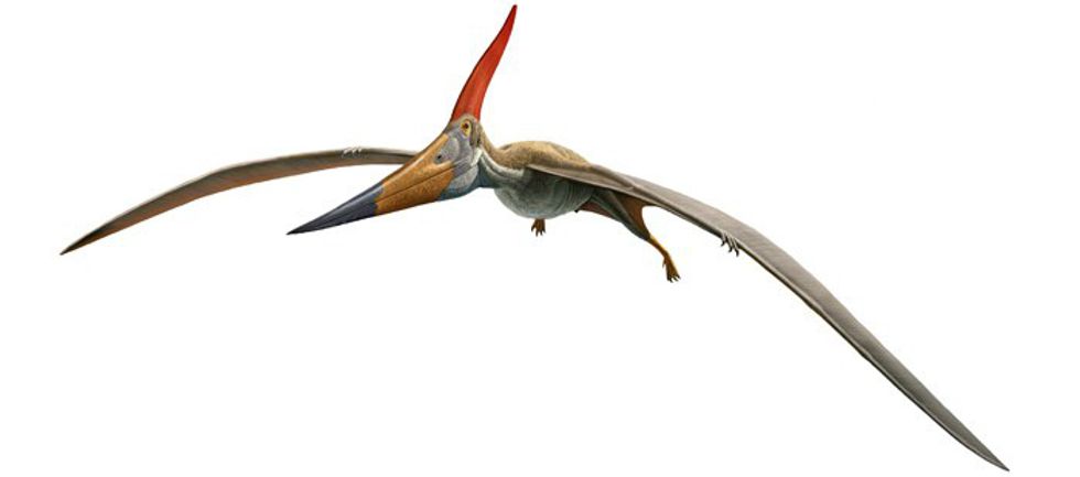 pterodactyl pteranodon