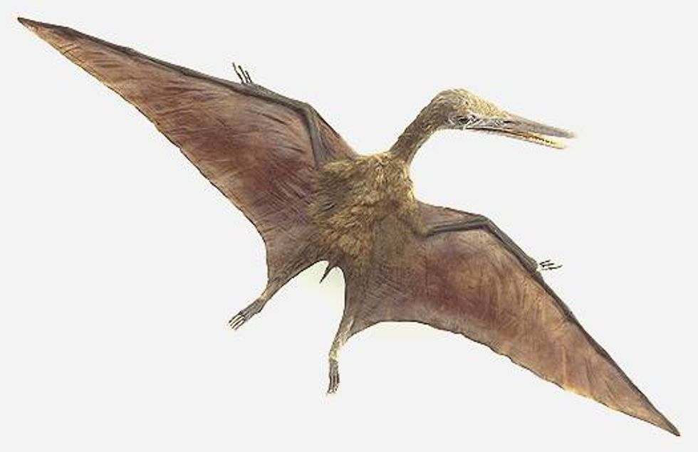 Pterodactyls Are Not Real
