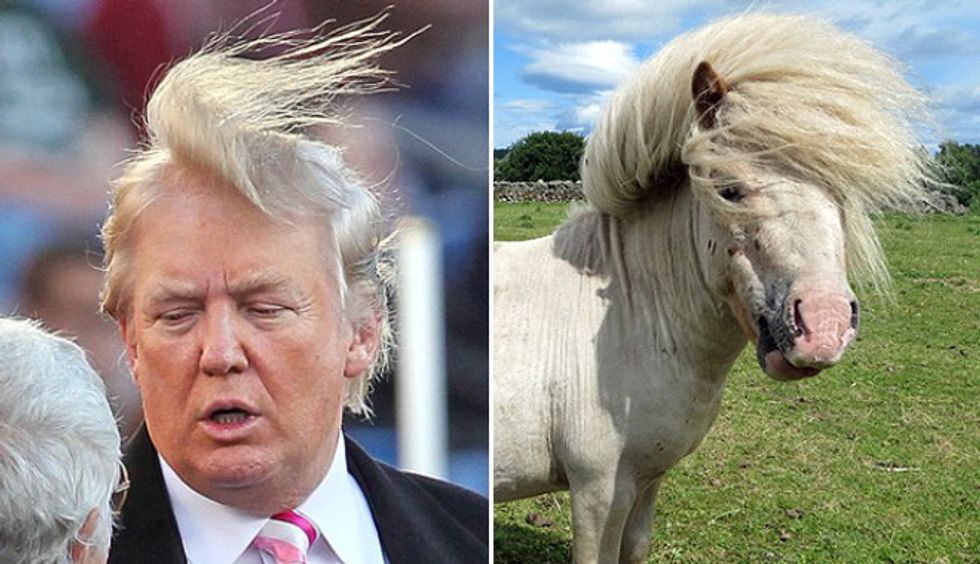 Donald Trumps Hair What Is It 4218