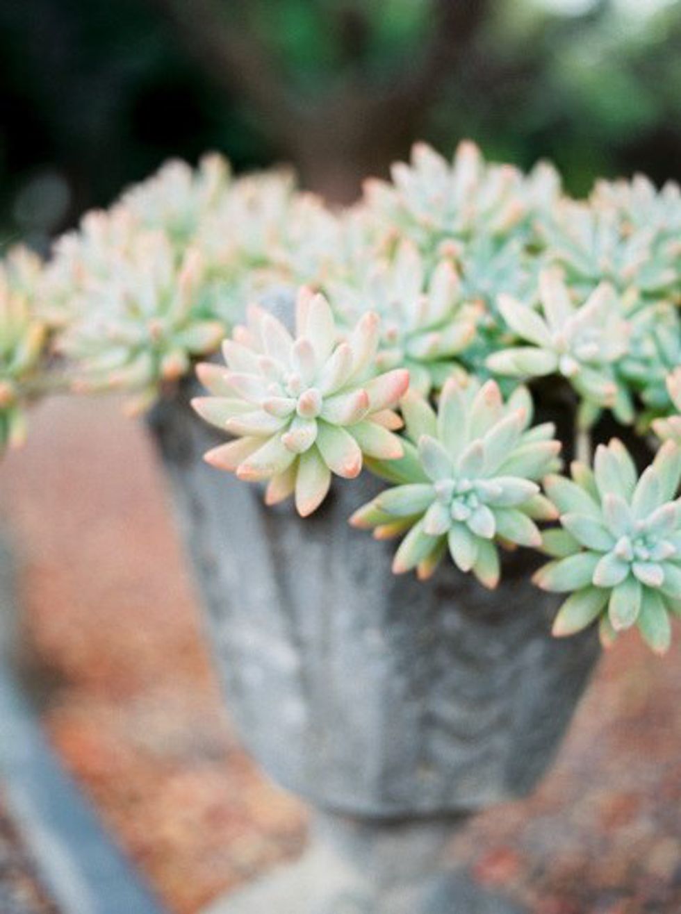 10 Best Plants For Dorm Rooms