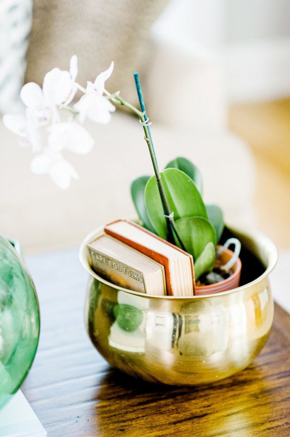 10 Best Plants For Dorm Rooms