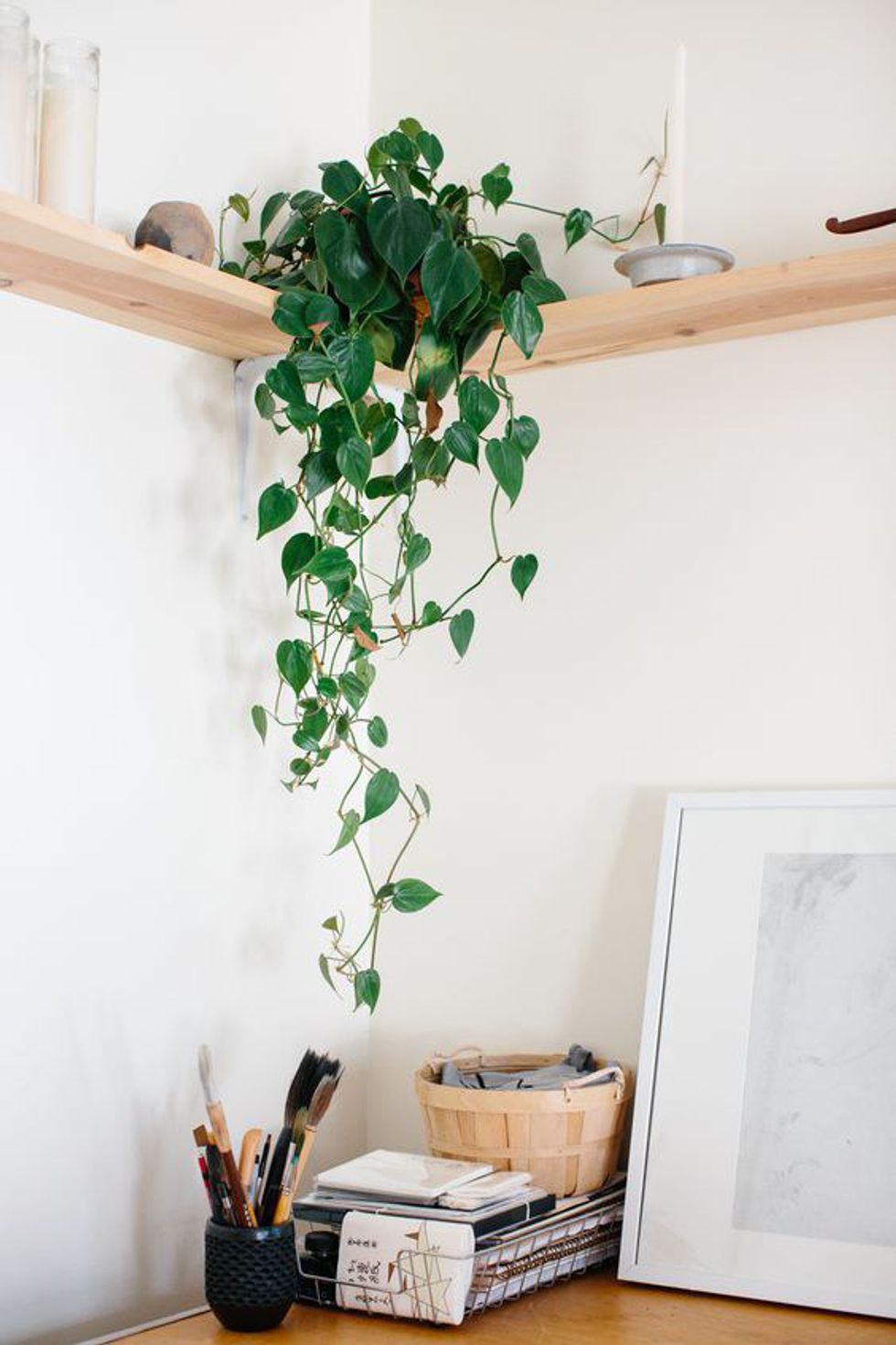 10 Best Plants For Dorm Rooms