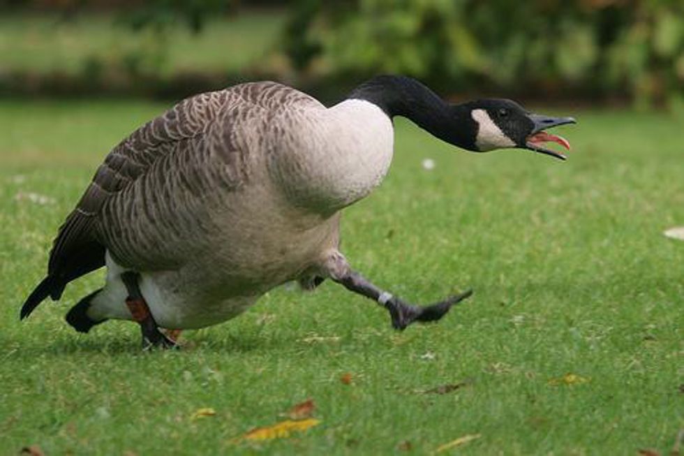 It's OK To Be Afraid Of Geese