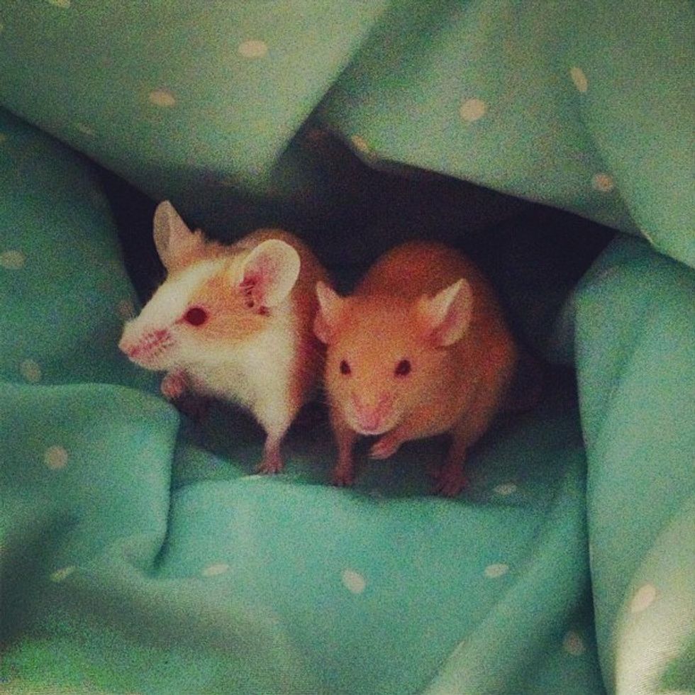 Do Mice Make Good Pets?