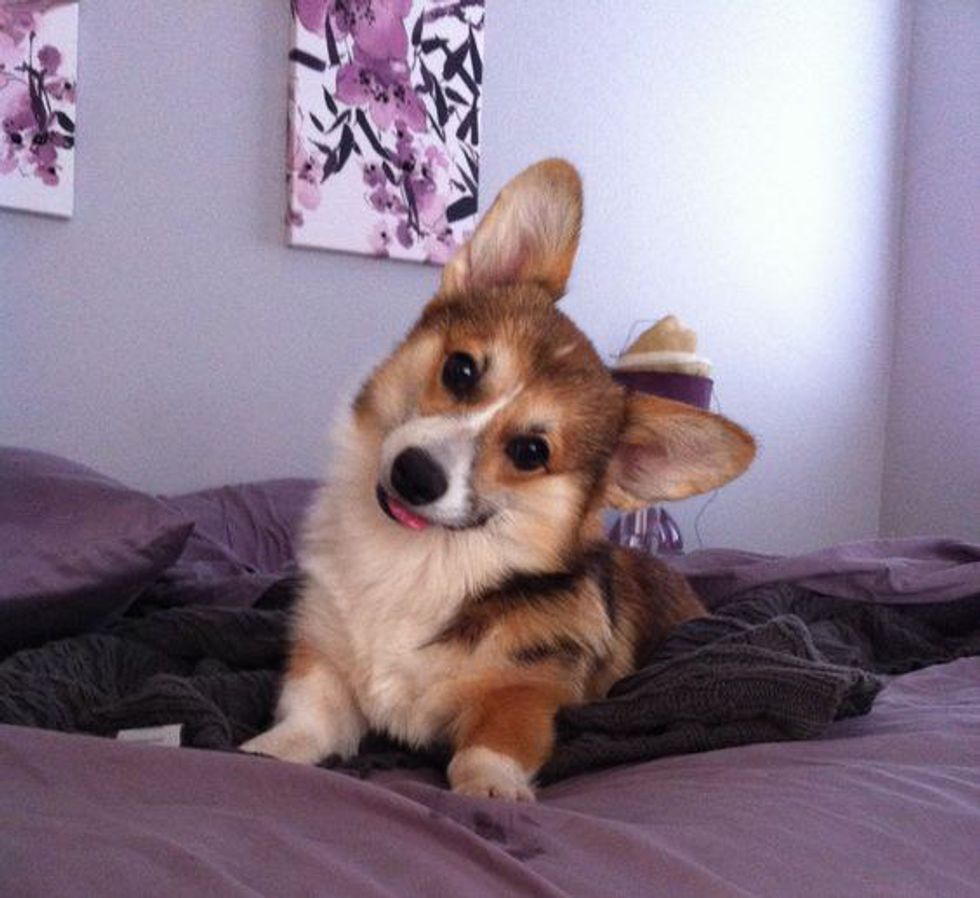15 Reasons Why Corgis Are The Best Dog Ever