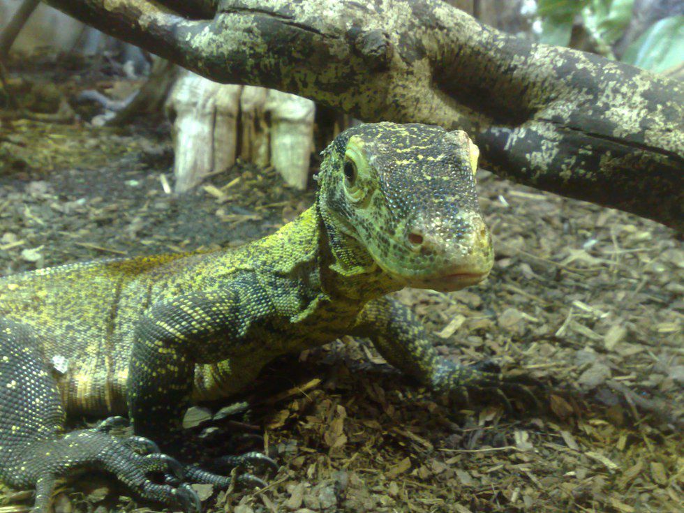 6 Reasons To Not Fight A Komodo Dragon