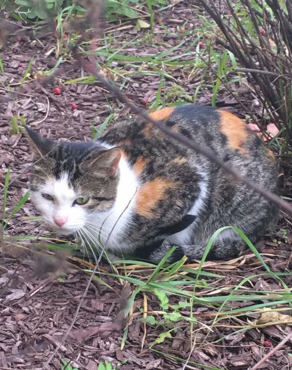 Stray Mama Cat Leads Woman to Save Her Kitten Trapped In Storm Drain