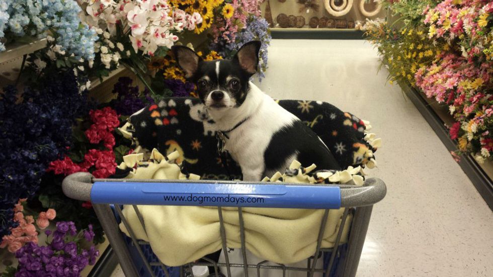 10 DogFriendly Stores