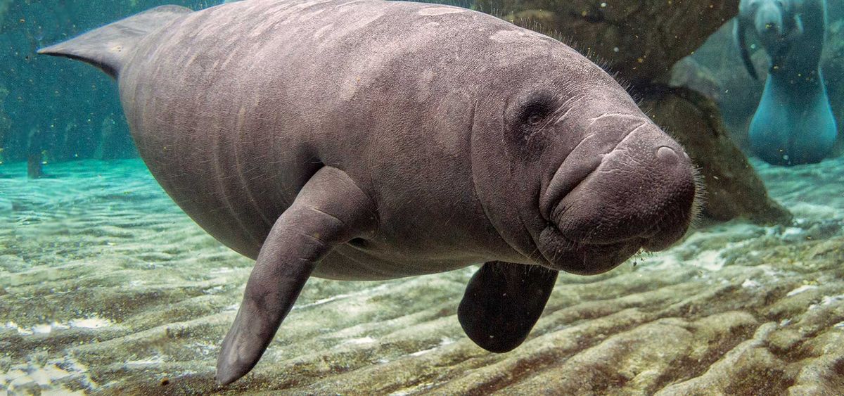 15 Facts You Need To Know About During Manatee Awareness Month