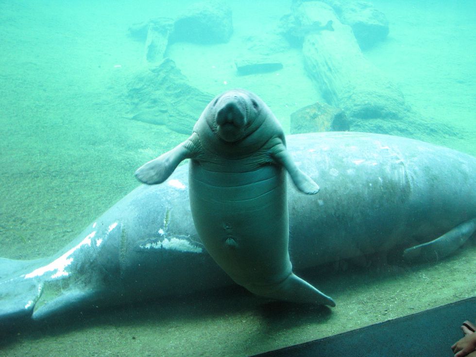 pups save a manatee