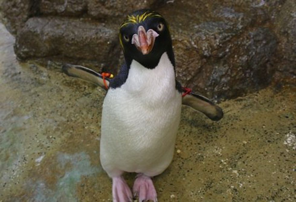 10 Facts About The Detroit Zoo's New Penguinarium