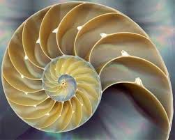 fibonacci sequence in nature meaning symbolism metaphysical