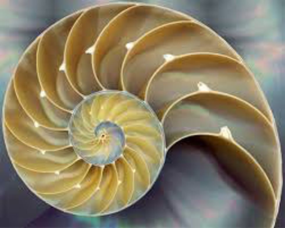 short essay about fibonacci sequence in nature