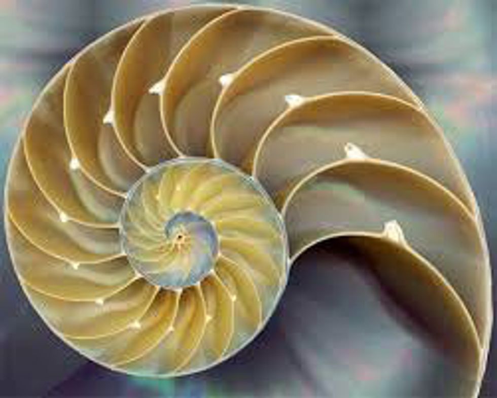 7-beautiful-examples-of-the-fibonacci-sequence-in-nature