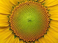 fibonacci sequence or spiral illustrated in nature